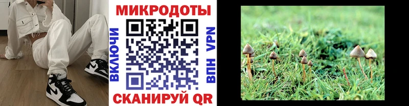 Галлюциногенные грибы Psilocybe  Купить  Белореченск 